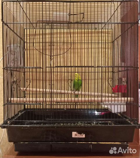 Ручной попугай с большой клеткой