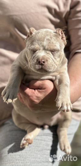 Американский булли