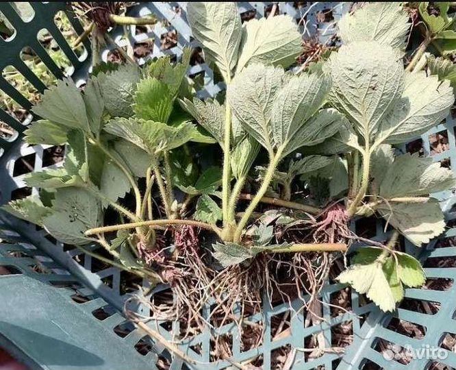 Рассада клубники фестивальная, зенга-зенгана