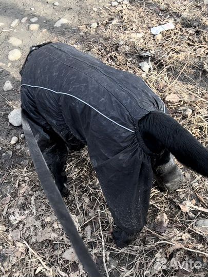 Комбинезон для собаки