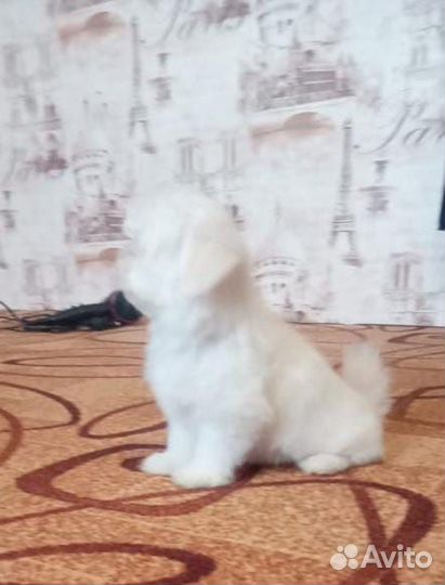 Щенки мальтезе