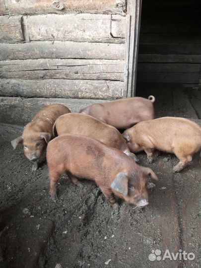 Поросята Дюрок