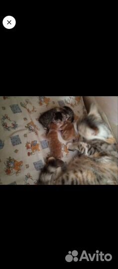 Котята в добрые руки бесплатно