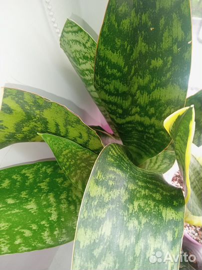 Сансевиерия Бентель Сенсейшн и дракон