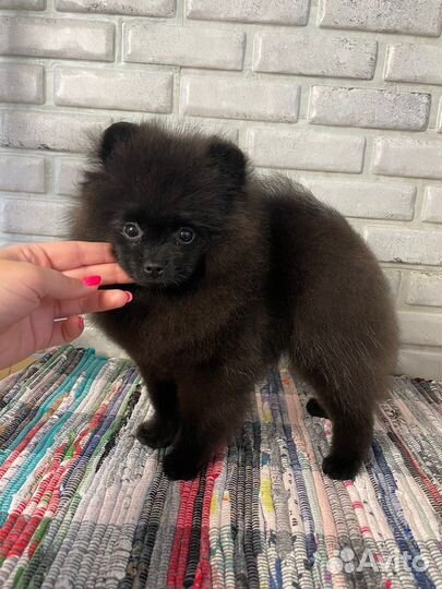 Померанский шпиц мальчик