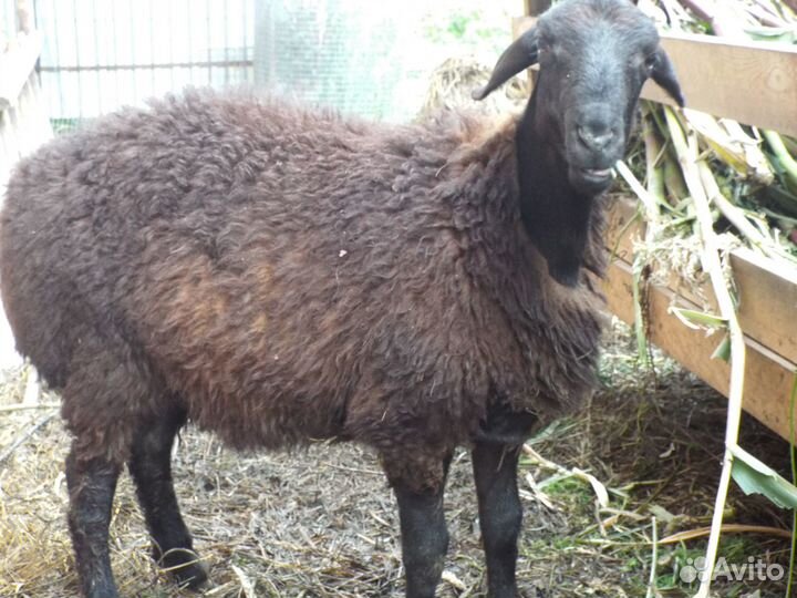 Баранчик Гиссарской породы