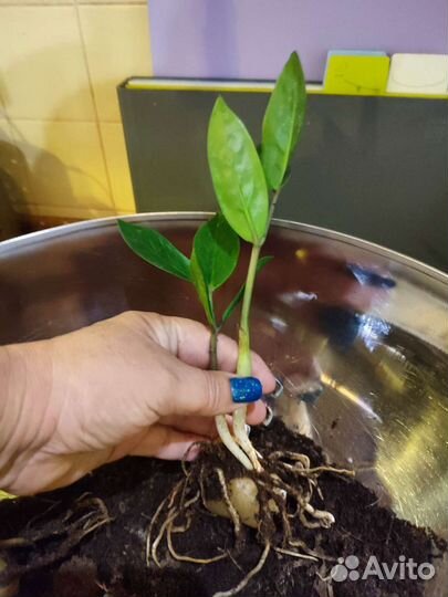 Замиокулькас