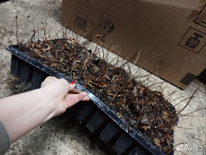 Гортензия Ванила фрайз черенки в кассете