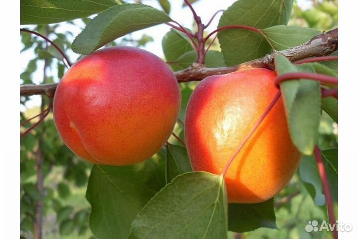 Абрикос Цунами /Tsunami/ Двухлетние саженцы