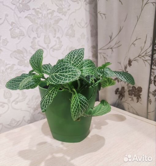 Колеус, комнатный цветок