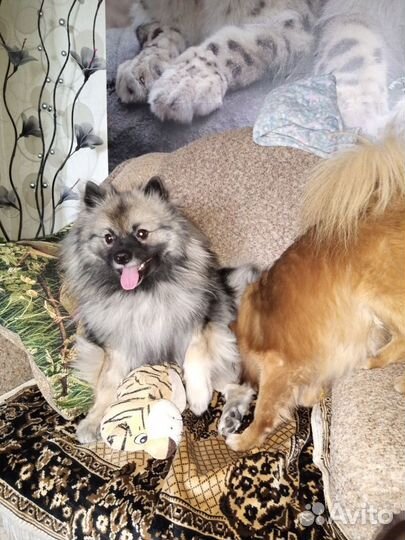 Кеесхонд вольфшпиц