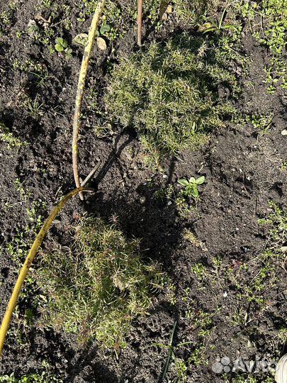 Флокс шиловидный