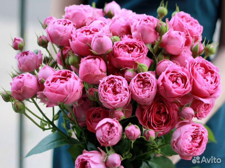 Кустовые розы с доставкой и гарантией