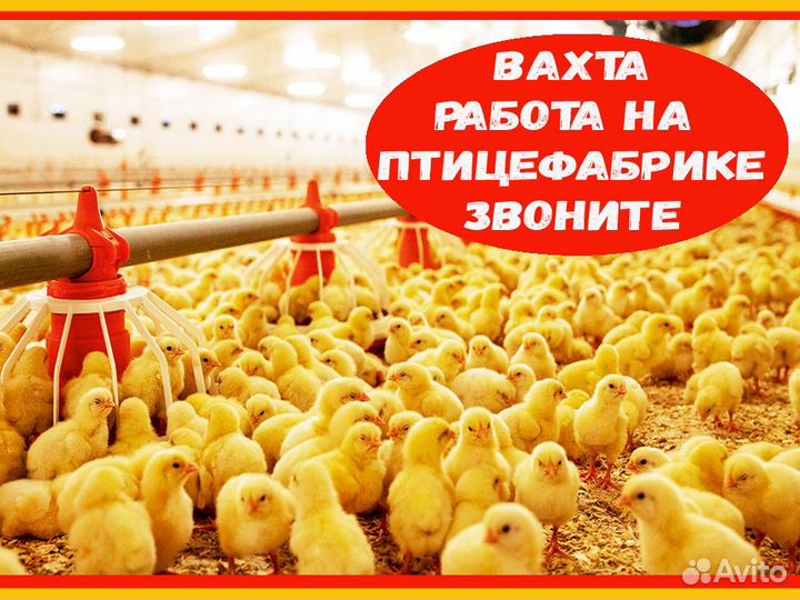 Вахта Оператор линии Проживание/Питание М/Ж