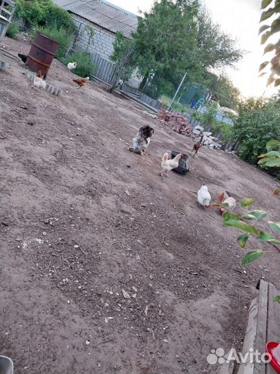 Куры несушки