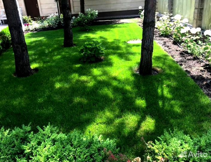 Рулонный газон