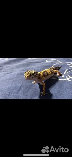 Геккон эублефар