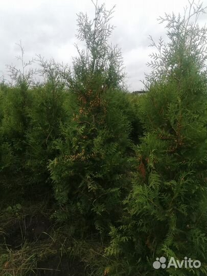 Туи брабант