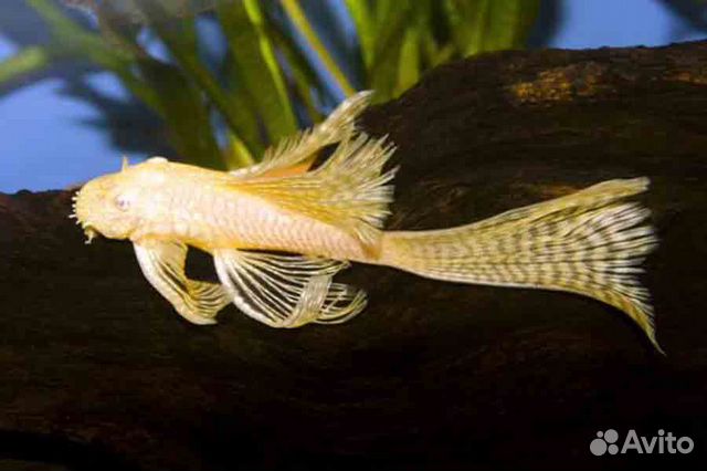 Продам анцитрусов вуалевых