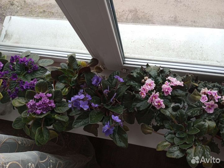 Сортовые фиалки