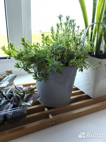 Рассада лаванды. Сорт Прованс