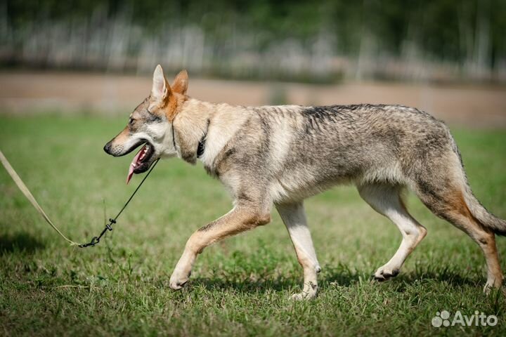 Чехословацкий волк, чехословацкая волчья собака
