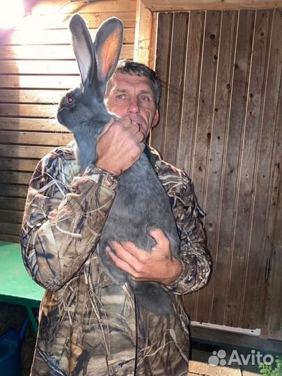 Доставка кролмков из Москвы в Краснодар