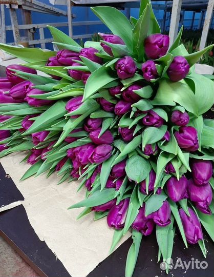 Тюльпан Оптом в Москве к 8 марта