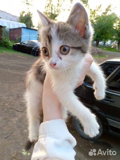 Котенок в дар бесплатно