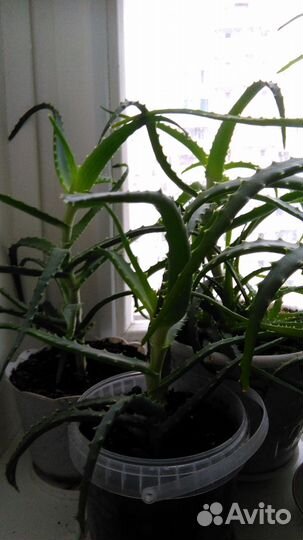 Алоэ + сок с мякотью +.каланхоэ