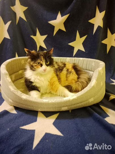 Трехцветная кошка