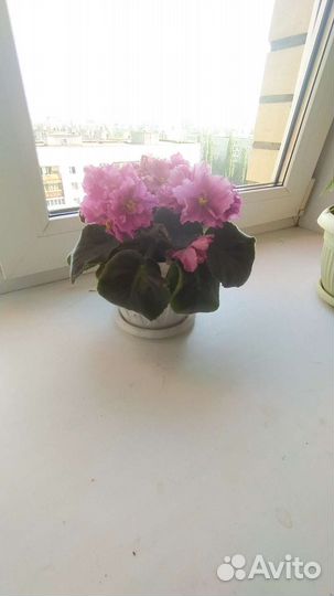 Фиалка сортов, продаются укорененн листочки