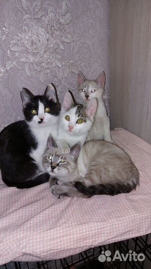 Котята мальчики