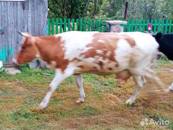 Продается дойная корова