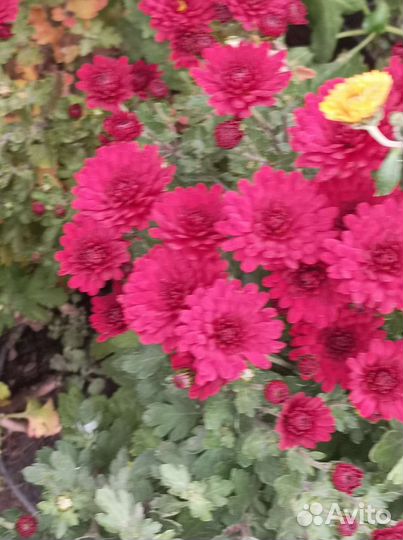 Хризантемы