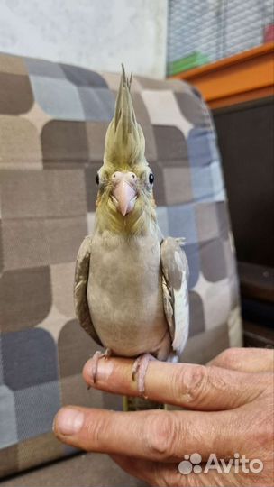 Попугай корелла птенцы