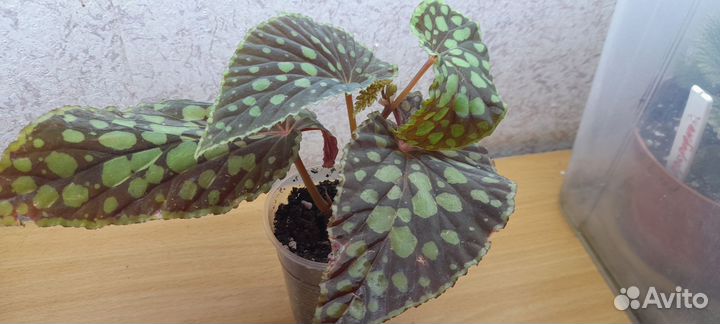 Бегонии сортовые