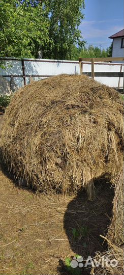 Продам сено в рулонах