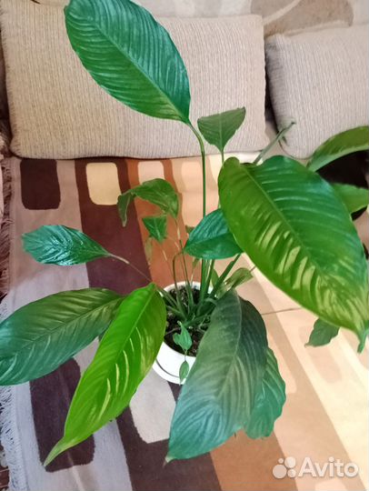 Спатифиллум