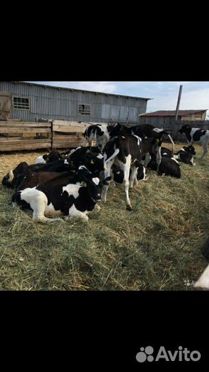 Племенные телята