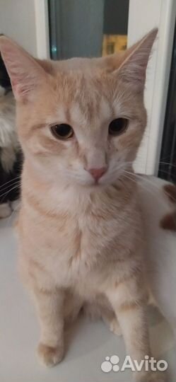 Котик Шурик ищет своих людей юдей и дом