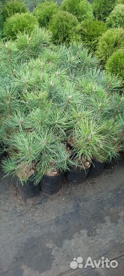 Крымская сосна