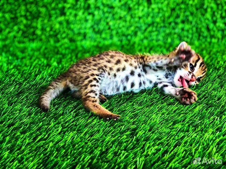 Алк кoтята для разведения и дома.зима 23.г