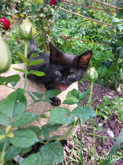 Кошка в дар