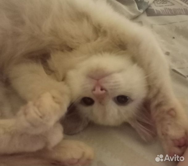 Котенок Зефирчик