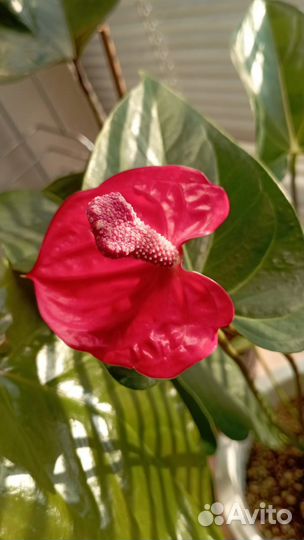 Антуриум Ред корал