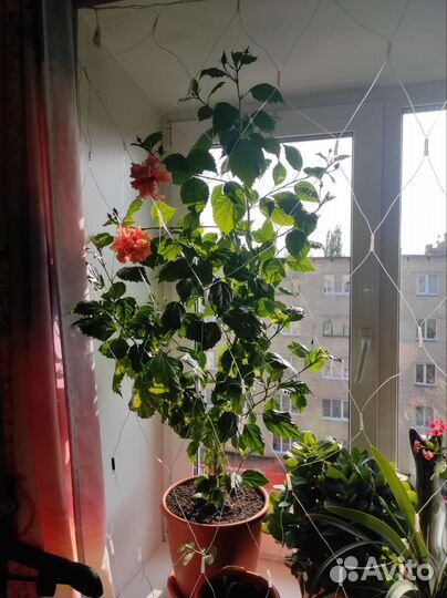 Гибискус персиковый, махровый на заказ