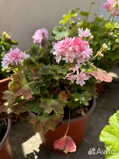 Пеларгонии сортовые