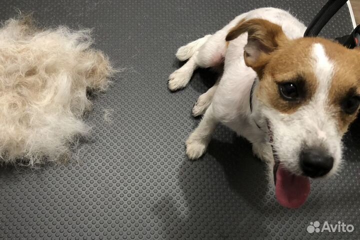 Грумер стрижка собак, чистка зубов уз