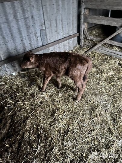 Теленок бычок 3 дня